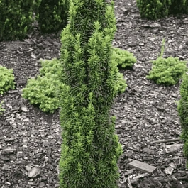 Тис средний Wojtek