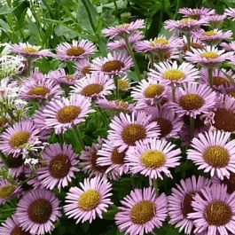 Мелколепестник сизый