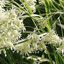 Ожика снежно-белая (Luzula nivea)