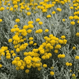 Сантолина кипарисовая