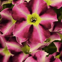 Петуния Crazytunia Star Fruit (Кашпо)