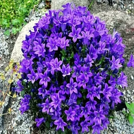 Колокольчик Портеншлага Catharina
