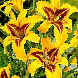 Лилейник Bonanza