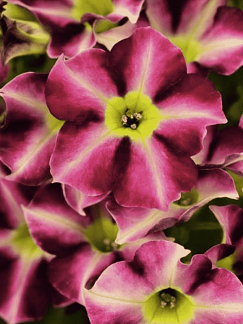 Петуния Crazytunia Star Fruit (Кашпо)