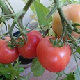 Томат Алтайская заря
