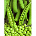 Горох овощной Адагумский Горох овощной Адагумский