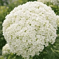 Гортензия древовидная Sterilis