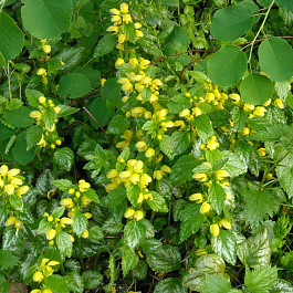 Яснотка желтая Голд Кроун