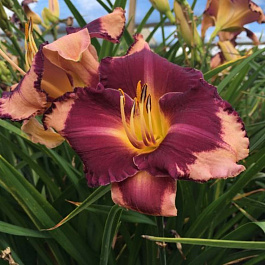 Лилейник гибридный Грейп Шербет НАБОР 2ШТ (1+1)