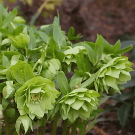 Морозник восточный Double Ellen Green