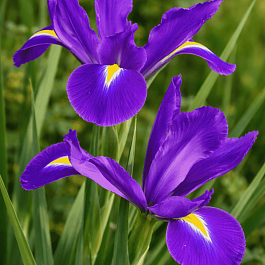 Ирис Purple Sensation