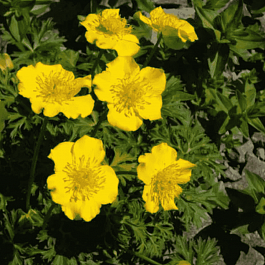 Купальница карликовая