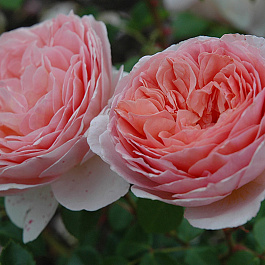 Роза английская Абрахам Дерби