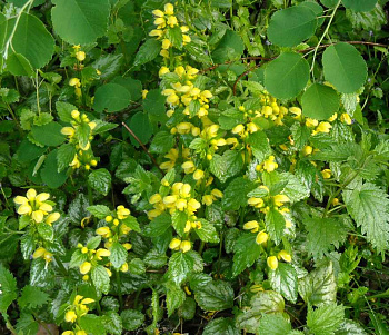 Яснотка желтая Голд Кроун