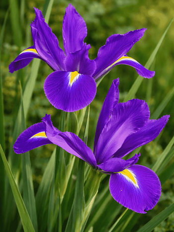 Ирис Purple Sensation