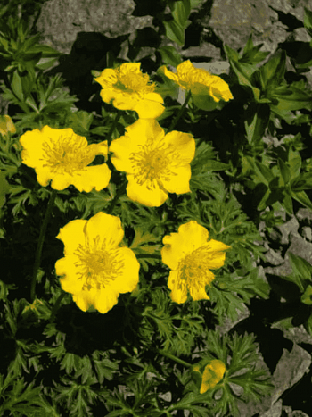 Купальница карликовая