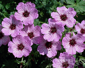 Герань пепельная Балерина