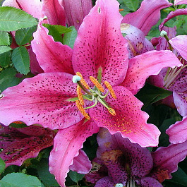 Лилия восточная Динамит