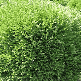 Туя западная Mr. Bowling Ball