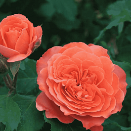 Роза чайно-гибридная Emilien Guillot