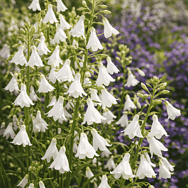 Гальтония белеющая