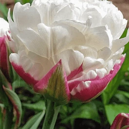 Тюльпан Ice Wonder