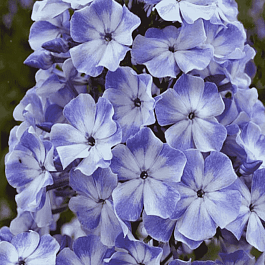 Флокс Остров Санторини