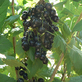 Смородина черная Память Вавилова