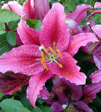 Лилия восточная Динамит