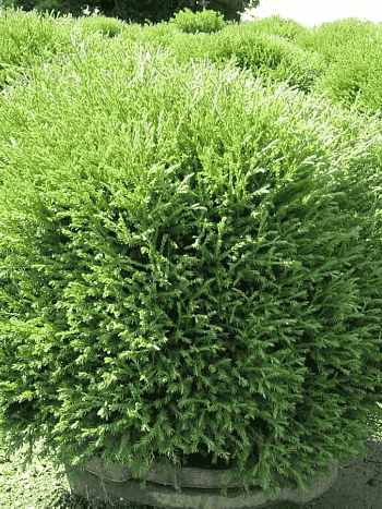 Туя западная Mr. Bowling Ball