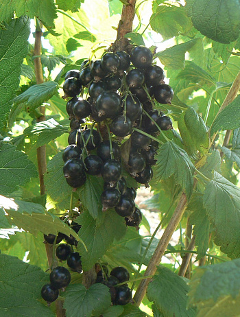 Смородина черная Память Вавилова