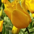 Тюльпан ботанический Golden Tango
