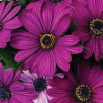 Остеоспермум Акилла Парпл Остеоспермум Акилла Парпл