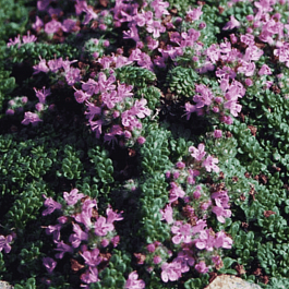 Тимьян ранний Pseudolanuginosus