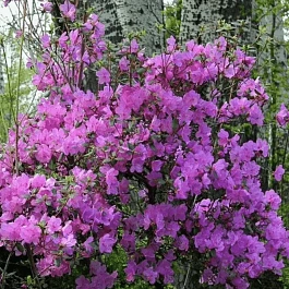 Рододендрон Ледебура (Багульник)