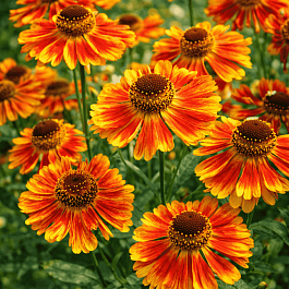 Гелениум Feuersiegel