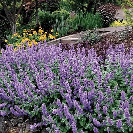 Котовник Фассена Purple Haze