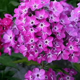 Флокс Стразы