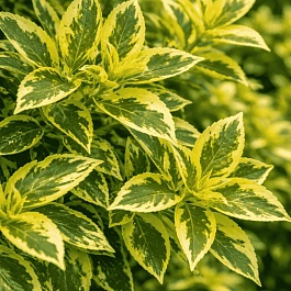 Бузина черная  Madonna