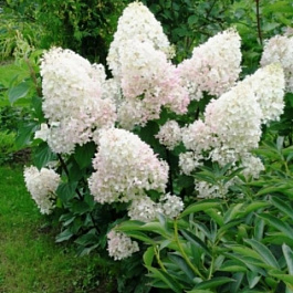 Гортензия метельчатая Сильвер Доллар Гортензия метельчатая Сильвер Доллар