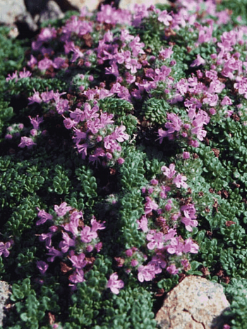 Тимьян ранний Pseudolanuginosus