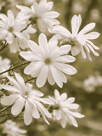 Магнолия звёздчатая Waterlily