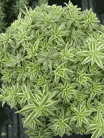 Очиток линейный Variegatum