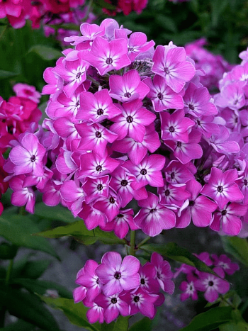 Флокс Стразы