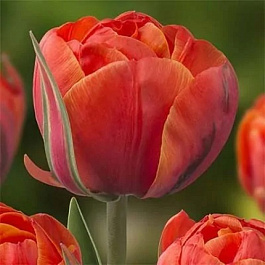 Тюльпан махровый поздний Квинсдей