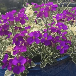 Аубриета Doctor Mules Variegated