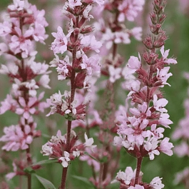 Дербенник иволистный Pink Tails