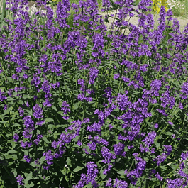 Котовник Фассена Chettle Blue