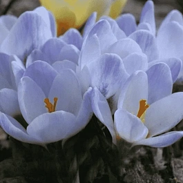 Крокус Ботанический Blue Pearl