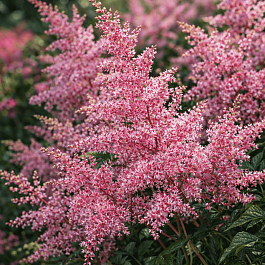 Астильба Арендса Flamingo